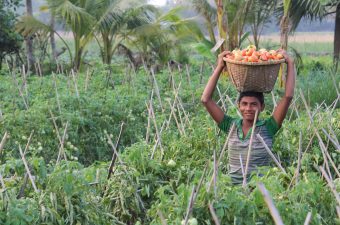 agriculture bangladesh